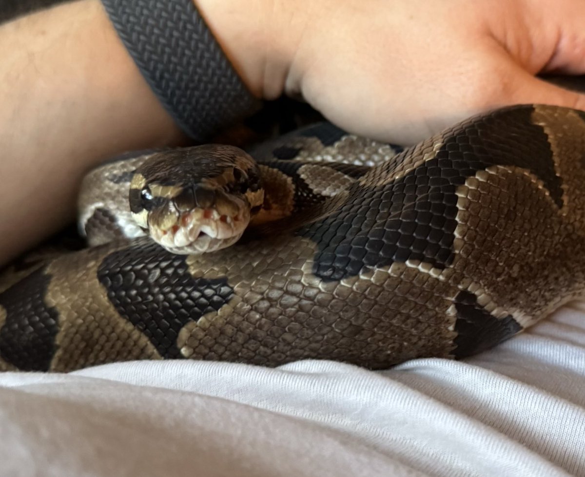 Snek and chill!