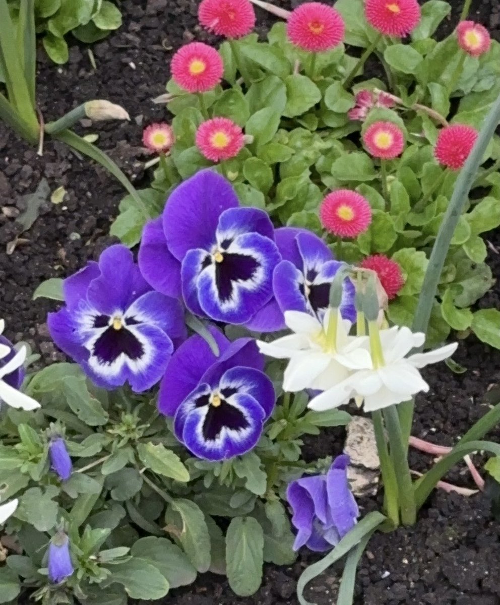 Orchud-like pansies in the Park