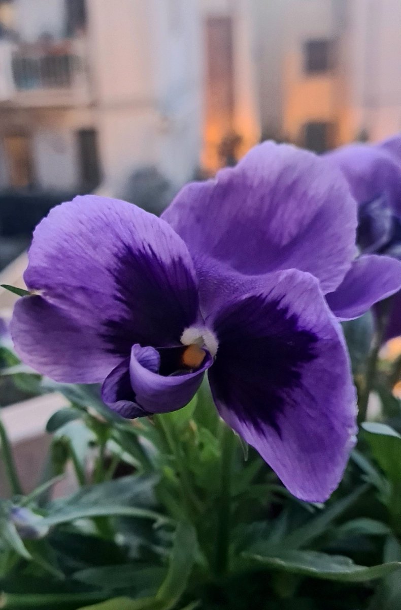 Persiste la fragranza delicata dei
fiori.
Ed è sera. 

Tiziano Terzani
💜
#ilProfumoDellaNotte #TizianoTerzani  #SensazioniPoetiche #ColoriEOmbre #VentagliDiParole #Primavera #Viola #Buonasera