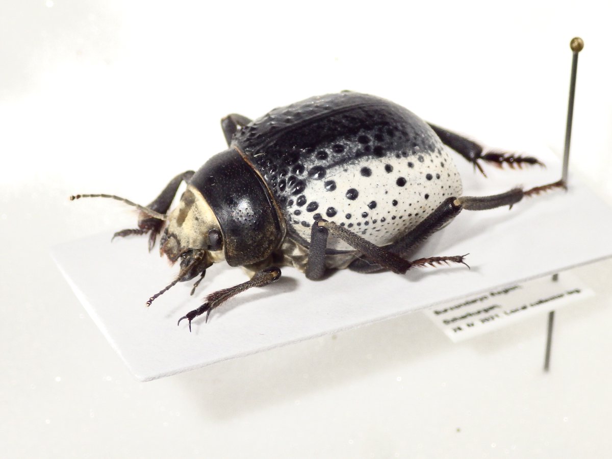 ウズベキスタンのゴミムシダマシ🇺🇿 Pisterotarsa kiritschenkoi 鞘翅