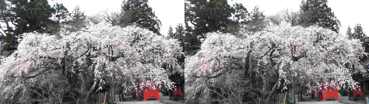 二度撮り、三重県、三多気、真福院の枝垂れ桜。
時々、小雨が降る中、行って来ました。
#3D, #立体視, #桜, #三多気, #立体写真, #ステレオ写真,
#stereoscopic