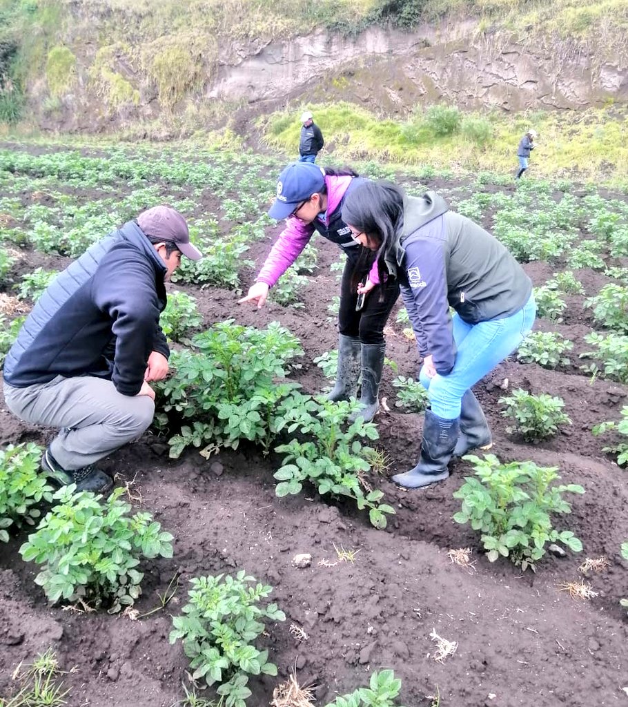 Agricultura_CZ3's tweet photo. #Chimborazo👩🌾En la parroquia Cebadas de #Guamote,realizamos junto a @AgrocalidadZ3 y #FEPP la inspección de vigilancia fitosanitaria a 7 campos de producción de papa variedad súper chola y la instalación de un ensayo de investigación en Bactericera Cockerelli.🌿🥔#ElNuevoEcuador https://t.co/av66nofbpL