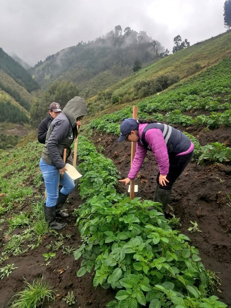 Agricultura_CZ3's tweet photo. #Chimborazo👩🌾En la parroquia Cebadas de #Guamote,realizamos junto a @AgrocalidadZ3 y #FEPP la inspección de vigilancia fitosanitaria a 7 campos de producción de papa variedad súper chola y la instalación de un ensayo de investigación en Bactericera Cockerelli.🌿🥔#ElNuevoEcuador https://t.co/av66nofbpL