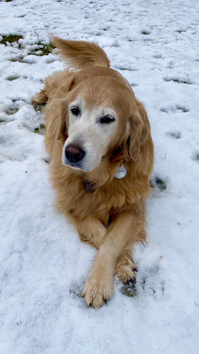 “I REALLY like snow. I’m hoping if I lay on top of it and hold it down, I can keep it from going away this time!”
—Sophie
#dogsoftwitter #BrooksHaven #grc #dogcelebration #GoldenRetriever #snow #ILoveSnow #dogsofX