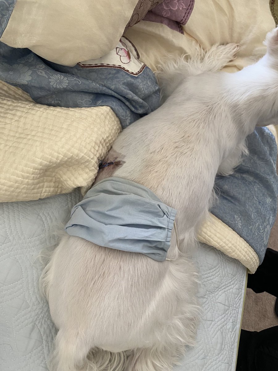 cookie pookies first surgery went well 😭