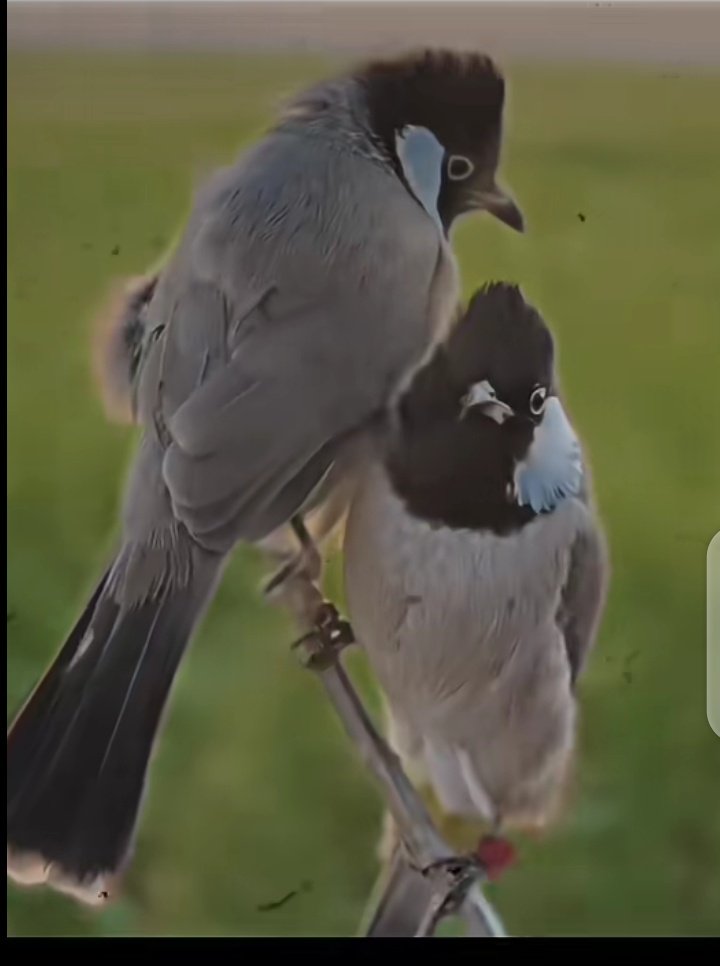 أقسمت يوما ان لاادع حبا يمس قلبي فيؤذيني
ولكن لا أعلم مالذي. فعلته انت فجعلت قلبي يعصيني