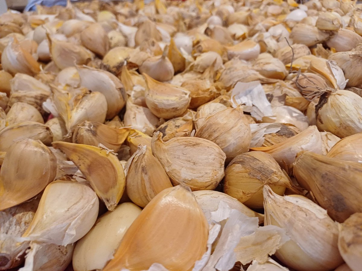 francfue's tweet photo. Estimados amig@s, paso el dato de nuestros productos!

COSECHA 2024👩‍🌾🧑‍🌾
🧄AJO CHILOTE 
🧄 AJO CHILOTE LAMINADO Y DESHIDRATADO
🥔 PAPA NATIVA
🎃 CALABAZAS 
🌾 QUINOA
🛒🛍 Entrega en Ñuñoa, Providencia, La Reina, Peñalolen, Macul y La Florida
👉 Más info y detalles por DM. https://t.co/yuOiDawAWi