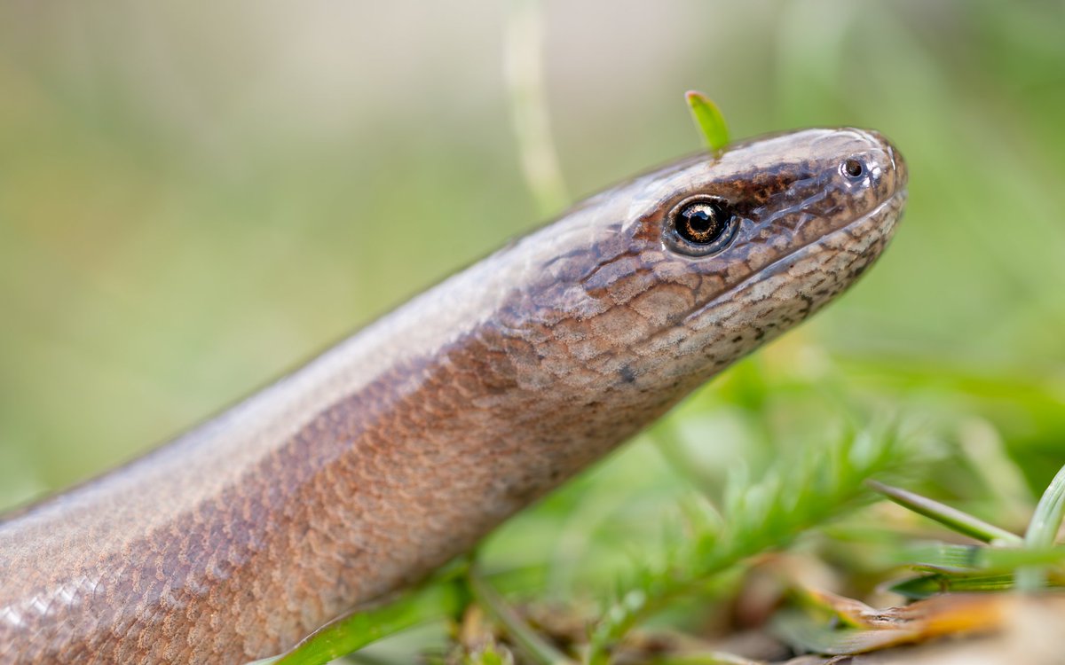 Pues aquí tenemos a este animal tan extraño, el lución "anguis fagilis" pese a lo que puede parecer, este animal no es una serpiente, es un lagarto apodo (sin patas), y ¿como sabemos que es un lagarto?, pues por la presencia de párpados, entre otras cosas.