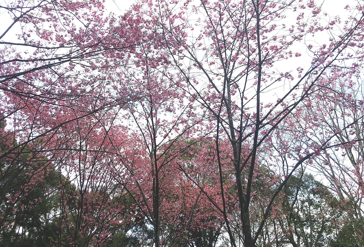 京都の若王子神社の桜花苑の陽光桜です。若王子神社の上にあり、あまり人に知られていないスポットです。写真は４日の様子ですが、花びらが散って積もる頃が１番の美景です。 #京都 #若王子神社 #桜花苑 #陽光桜 #隠れスポット #桜