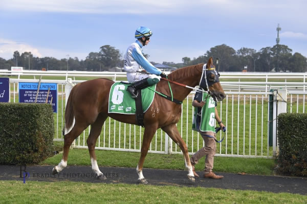 Champion sire Zoustar has himself a champion hack! 80k Inglis Premier purchase for Elite Thoroughbreds finds his true calling as a show horse breednet.com.au/news/29181/zou… @inglis_sales @BownessStud @GaryPortelli @tonygollan @adrianallan