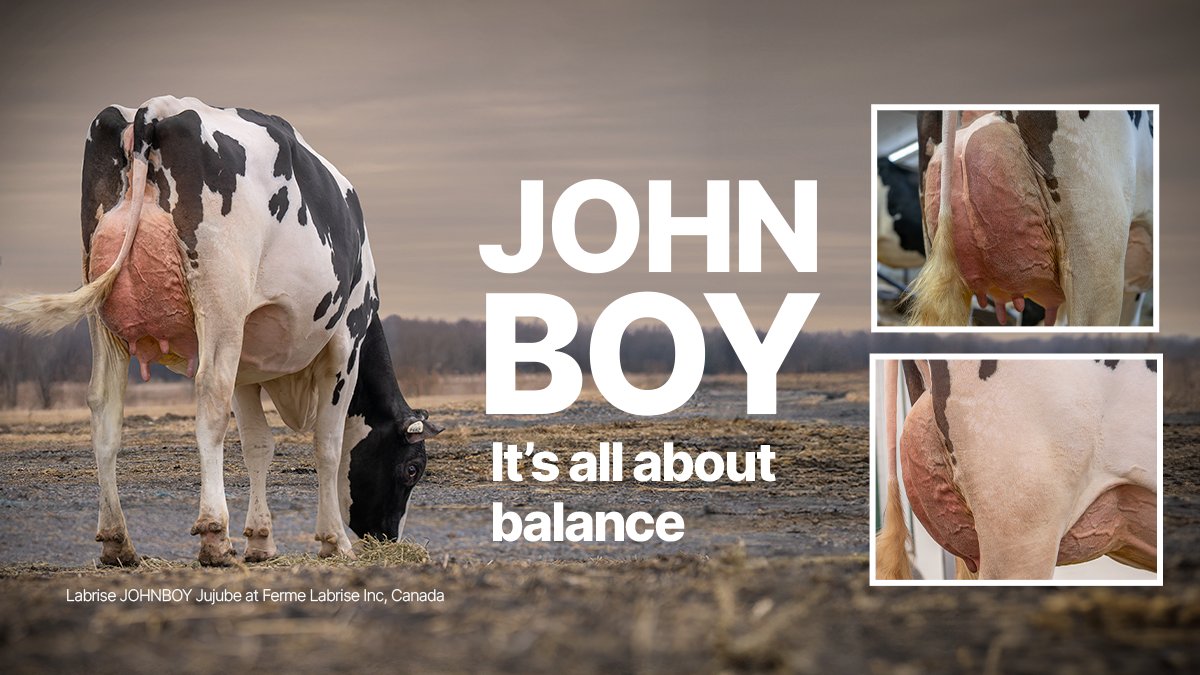 STgenetics's tweet photo. From #STgenetics #BalancedBreeding Sires comes JOHNBOY, bringing a profitable amount of production along with the right kind of Type! #JOHNBOY is +2830 TPI +1.59 PTAT +1.89 UDC 🇺🇸+94 kg Fat +.55% +77 kg Prot +.40% 🇨🇦 A2A2. Available in #Ultraplus™. More: https://t.co/X4Qrg9nZhj https://t.co/CyTOQYyDOm