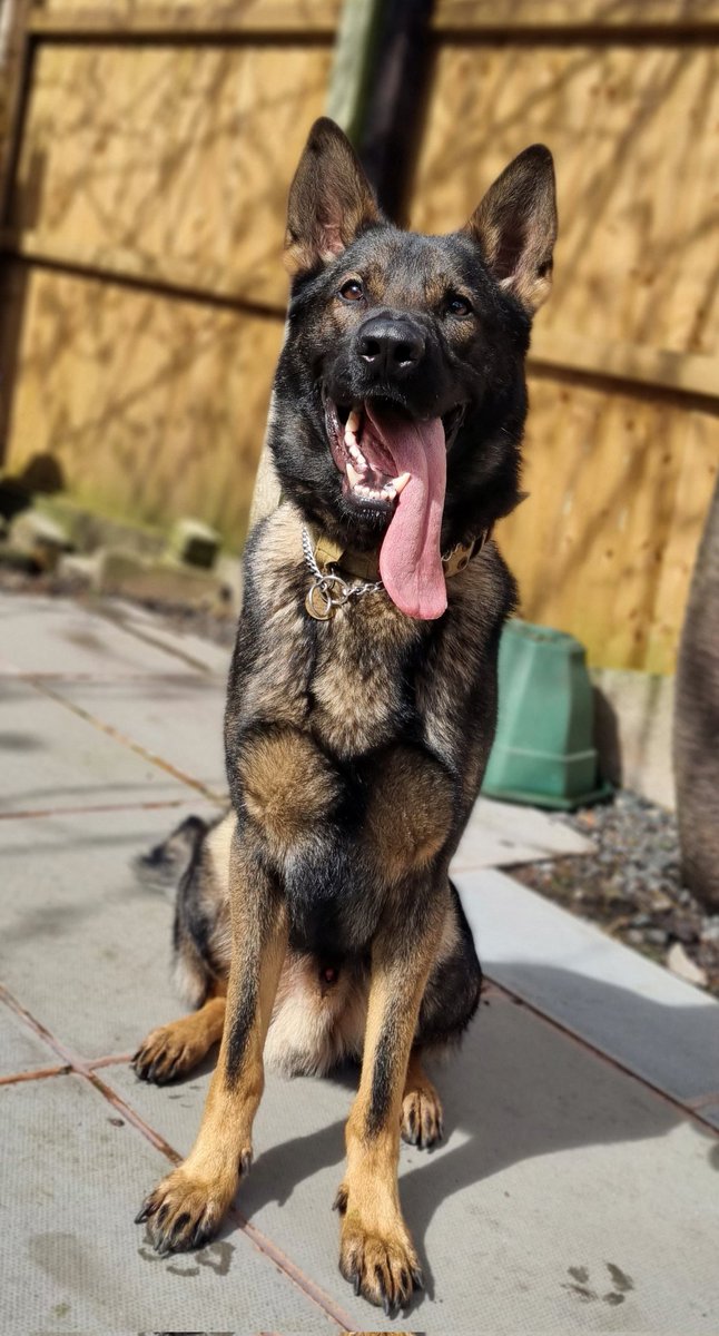 Lovely large male who has joined us for training ready for HMPPS and Police. @CMPG @DogsHmpps @MerPolDogs @ChNWPoliceDogs @gpdogsection @K999Cops @HPDogSection @policedogunit