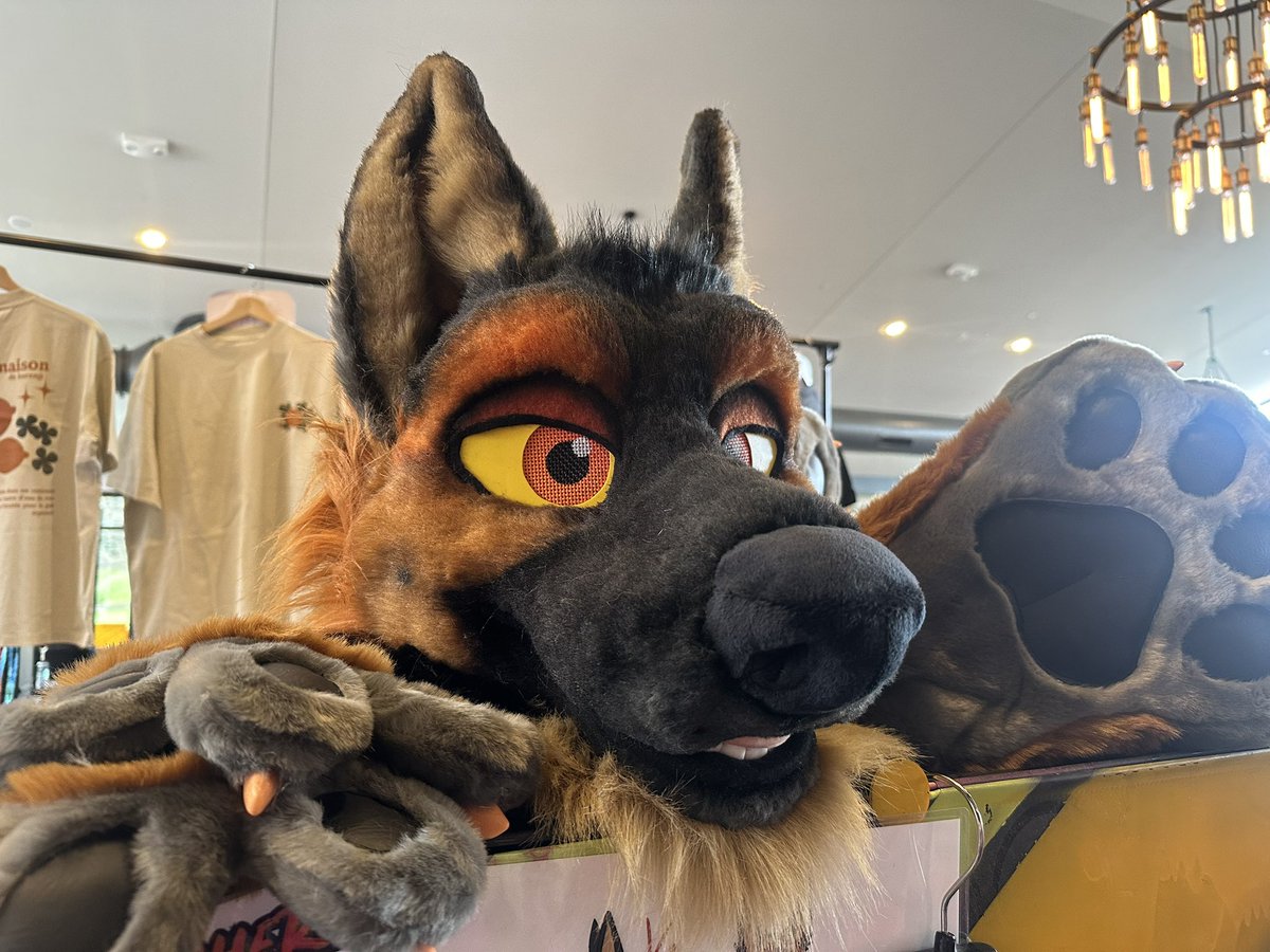 Handsome shep still available at #mcfc2024