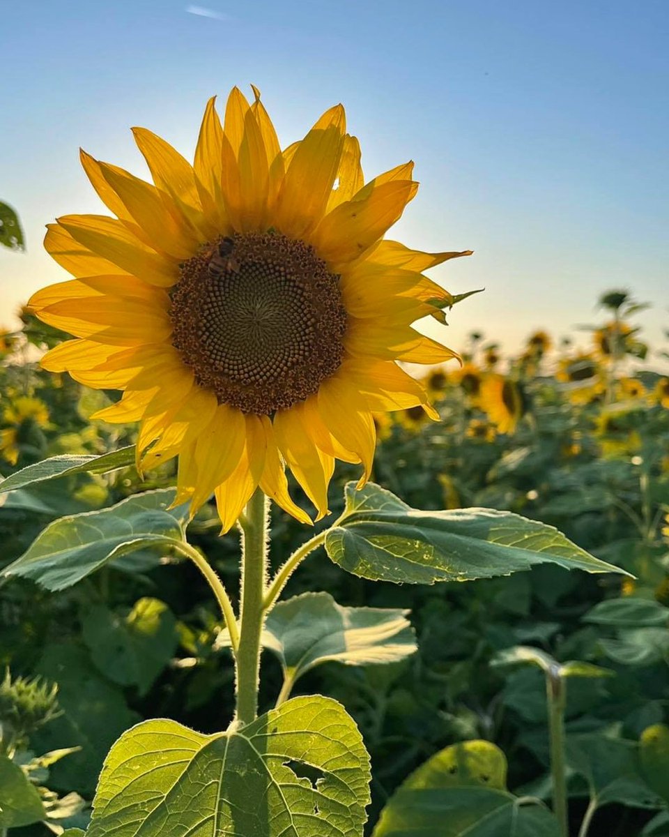 🌼🎉 Attention flower enthusiasts! Hunsader Farms is in full bloom with their stunning flower fields open for the season AND their first annual Flower Festival happening April 13-14 & 20-21! 💐 Learn more ➡️ bit.ly/4cwRH8s #HunsaderFarms #BradentonArea #LoveFL