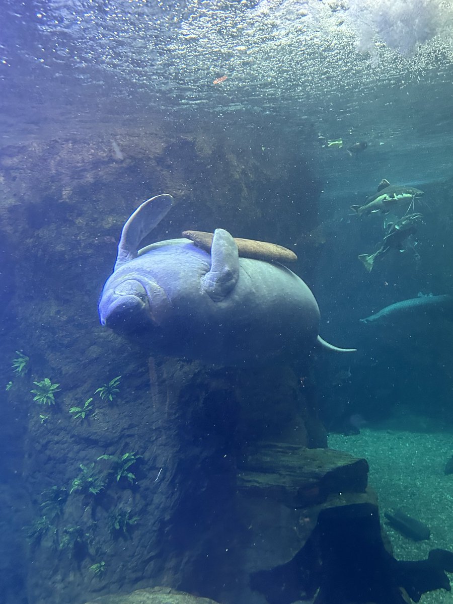 Mr. Kwast brought his science classes to the Dallas world aquarium yesterday. Check out all the fun they had 😎