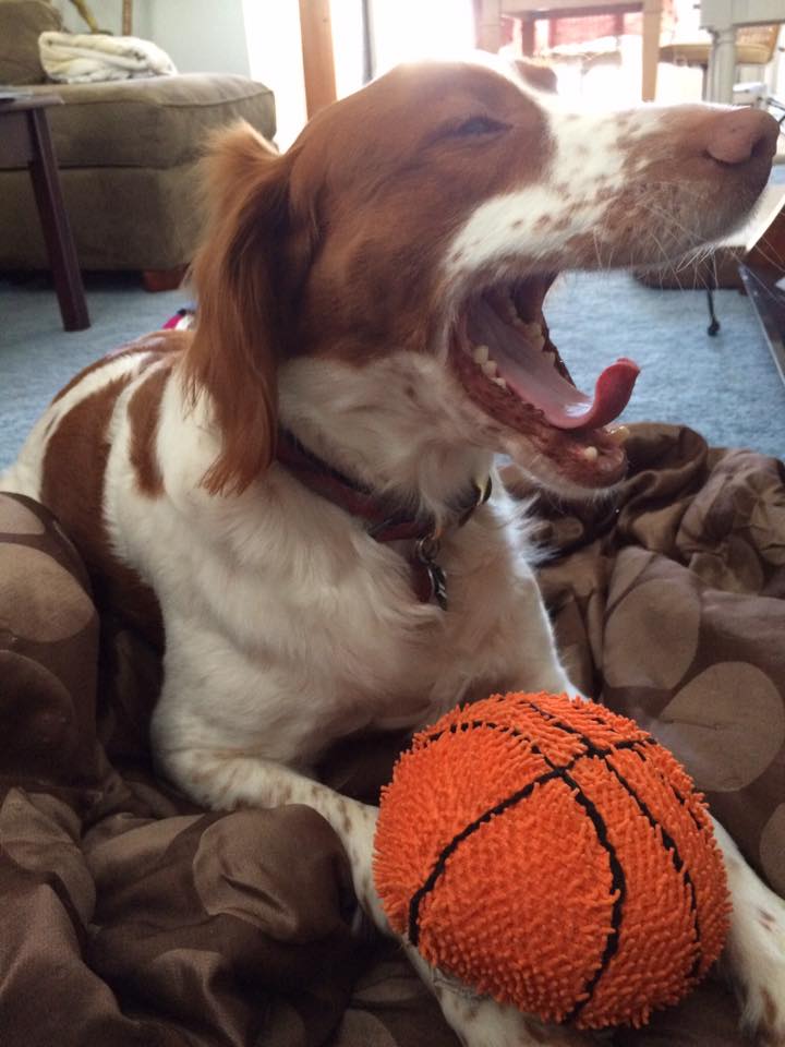 Hooray for Friday Yappy Hour! Henry is practicing his cheers for the NCAA games this weekend! Who are your picks for men and women champs, #ABRfamily?

#MarchMadness #NCAAhoops #ABR #AmericanBrittanyRescue #FriYay #YappyHour #ABRalumni