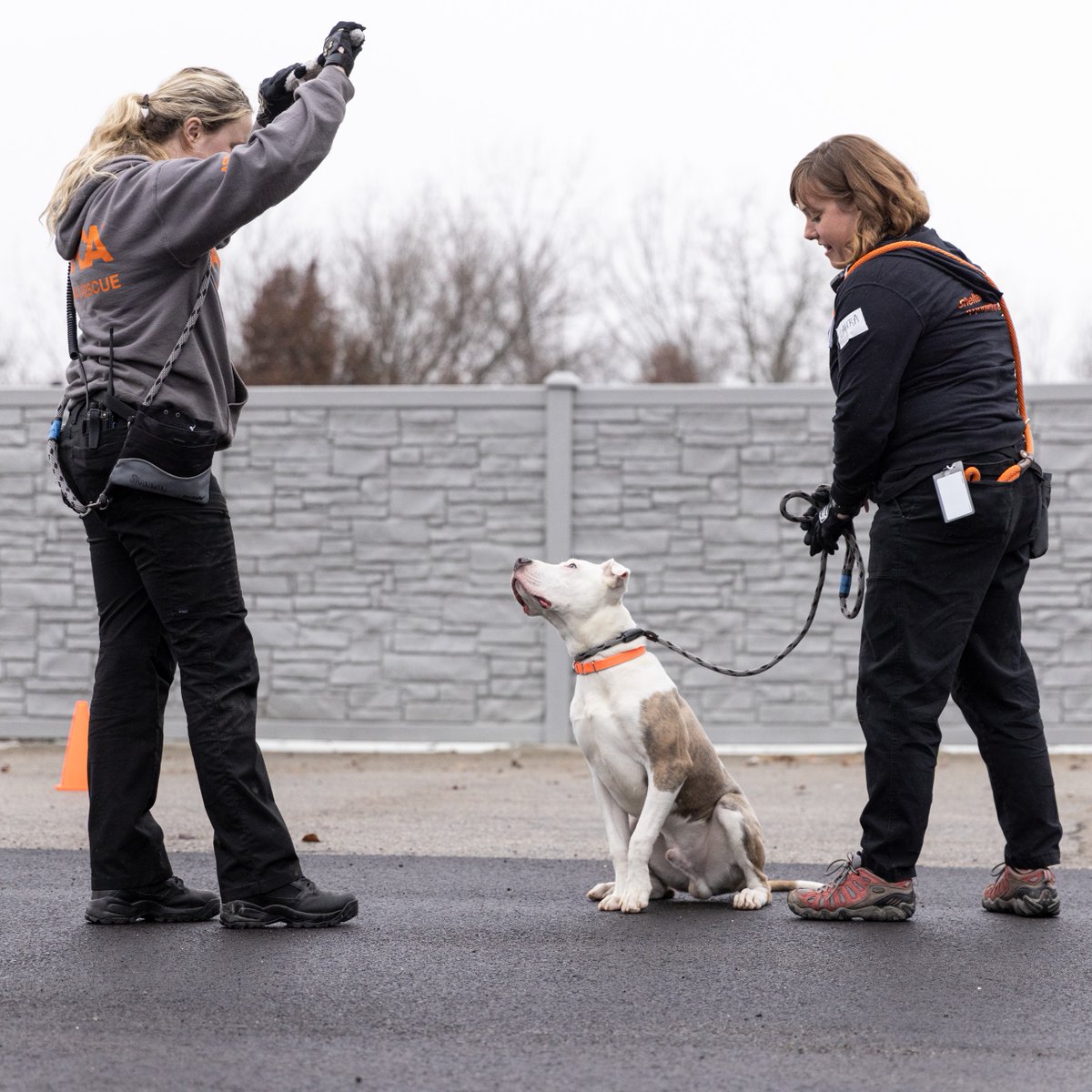 We're #hiring a Vice President to join our team at the Cruelty Recovery Center in #Columbus Ohio. Are you a strong team leader who's passionate about cultivating a healthy team culture and helping at-risk animals? Apply today! 👇🐶 #JobOpening careers.aspca.org/search/jobdeta…