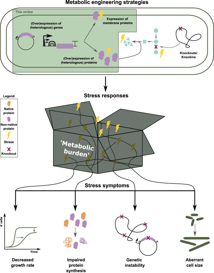 O_Borkowski's tweet photo. “Metabolic burden” explained: stress symptoms and its related responses induced by (over)expression of (heterologous) proteins in Escherichia coli
https://t.co/XE3toqA7ip https://t.co/PrdnrK532p
