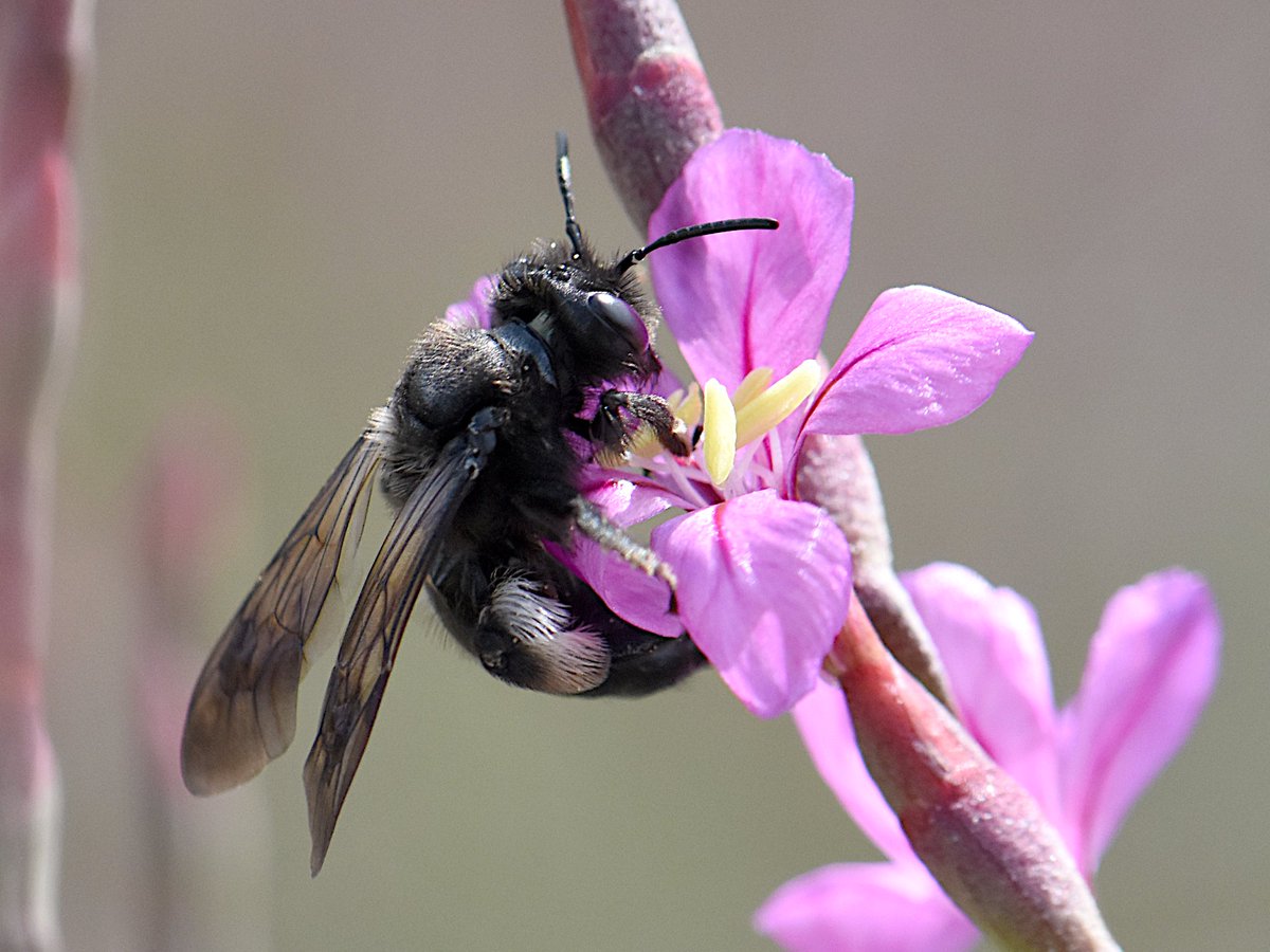 Cuando la temperatura alcanza ~25ºC las Andrena grandes muestran la primera respuesta al estrés térmico por calor: alimentarse solamente en la cara sombreada de las flores. Hembra de A. pilipes visitando Limoniastrum monopetalum al mediodía en una marisma costera andaluza