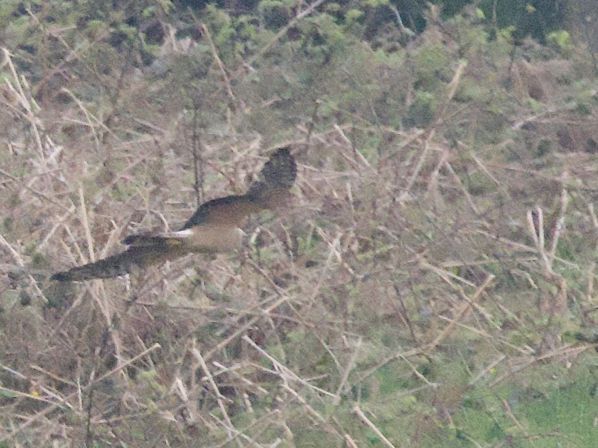 An exciting day on #StAgnes when this 2cy #PallidHarrier appeared Wingletang side of Covean and then briefly over Barnaby Lane … before the weather closed in rapidly. Thanks to everyone for help and comments on the ID particularly given the poor photos! 🙏❤️