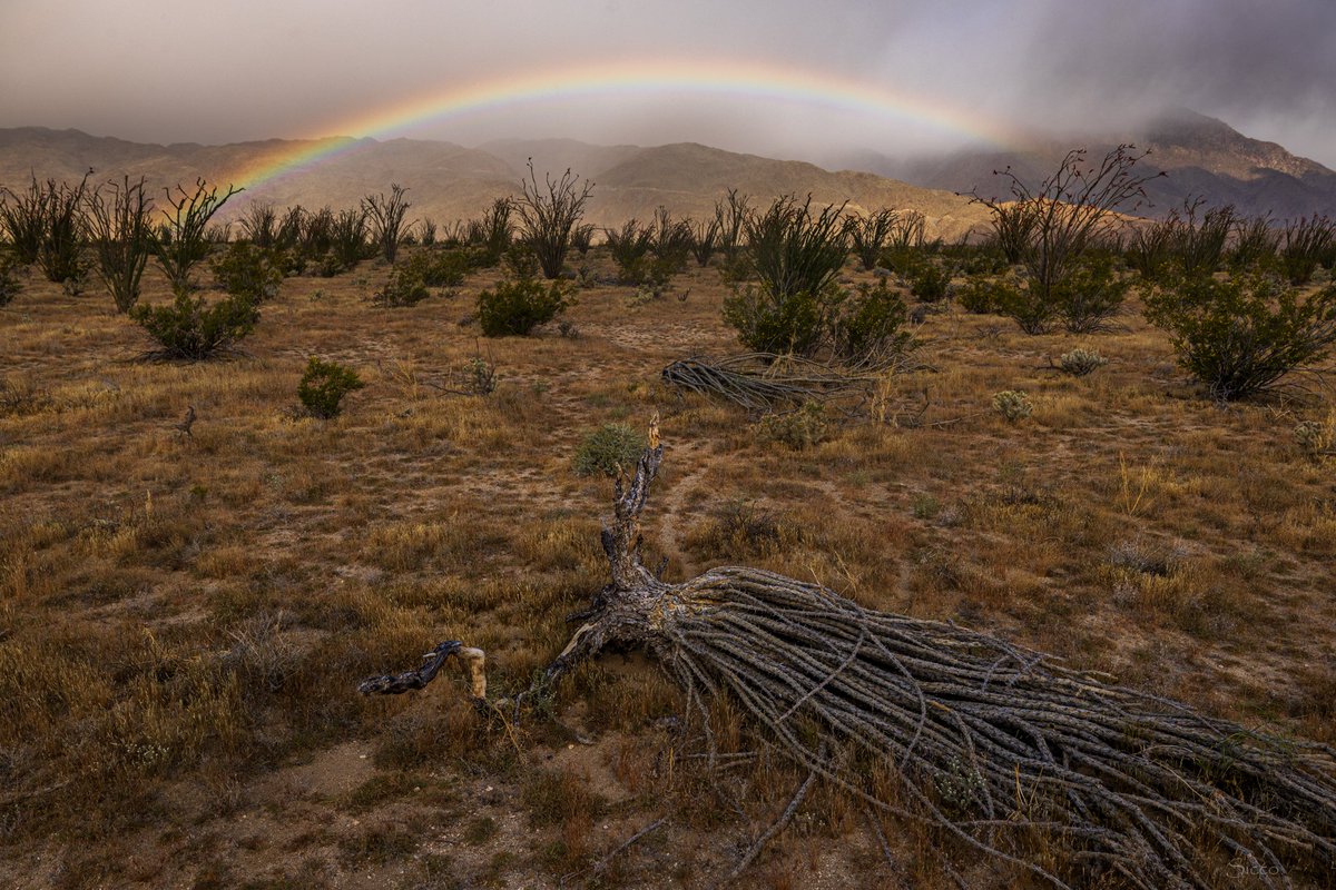 Cold wind and some sprinkles blowing into Borrego Valley earlier, creating this low rainbow above an ocotillo forest (Photo: Sicco Rood).