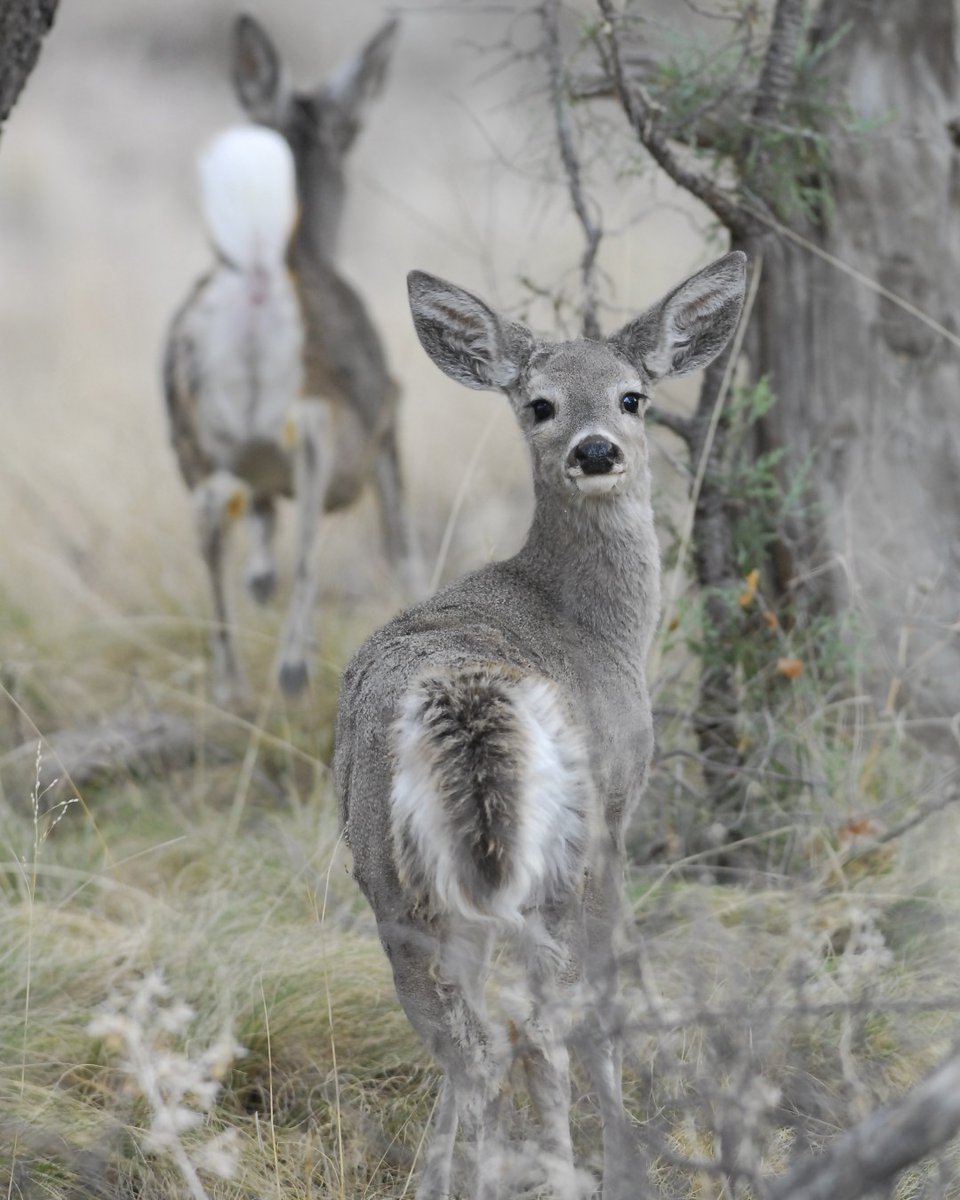 Did you does? It's #NationalWildlifeWeek! Celebrate by checking out our great Wildlife Viewing Tips page: azgfd.com/wildlife-conse…. It's gonna be a beautiful weekend to get outside, enjoy the outdoors and try out your new wildlife viewing tips!