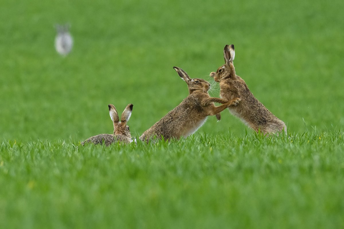It’s all going on in the cornfields right now (you might guess who the fuzzy ghostly figure is in the top LH corner). #hare #madmarchhare #Springwatch #BBCWildlifePOTD #wildlifephotography #boxinghares