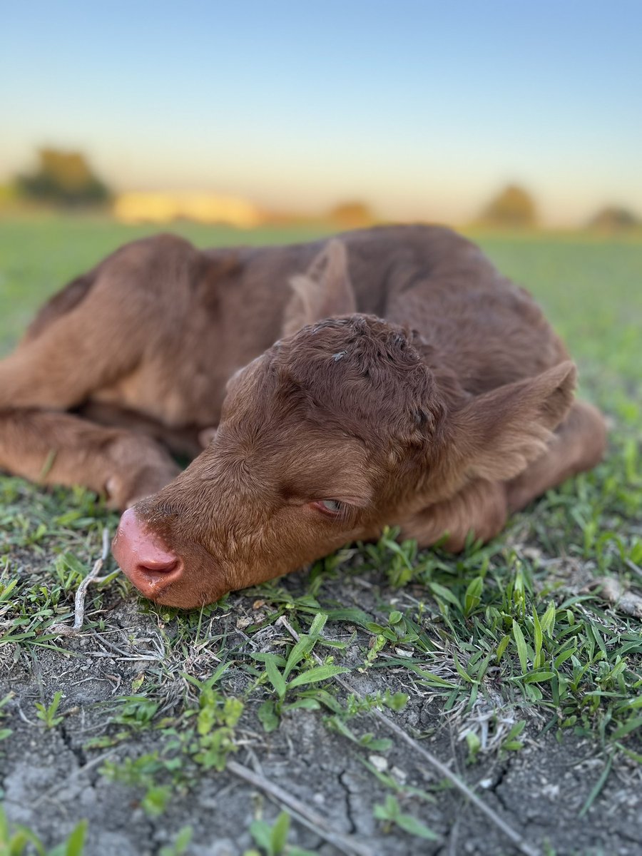 One of the best things about ranch life ❤️ welcome to the world little man!