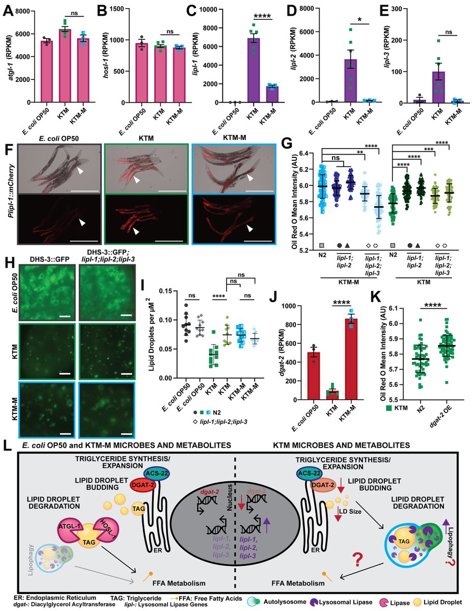 🔎 New from researchers at @UNC: 'Kombucha Tea-associated microbes remodel host metabolic pathways to suppress lipid accumulation' plos.io/4aJ4XVw