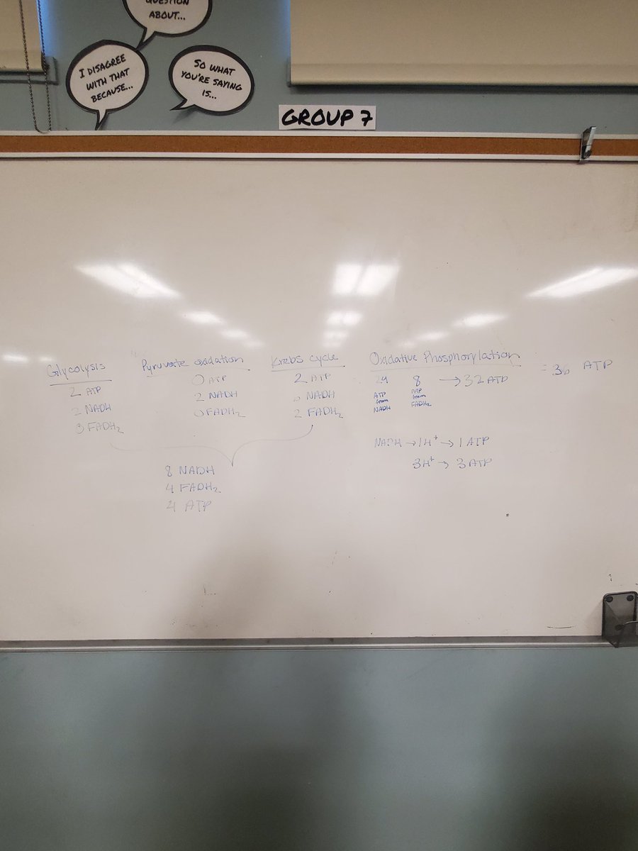 A thinking classroom task where grade 12 students were asked to find all the possible direct & indirect ATP molecules created during cellular respiration. So many connections made about this process that fuels cells! @MrsBancej @OTHSPANTHERS @ocdsb @pgliljedahl @PeterGamwell