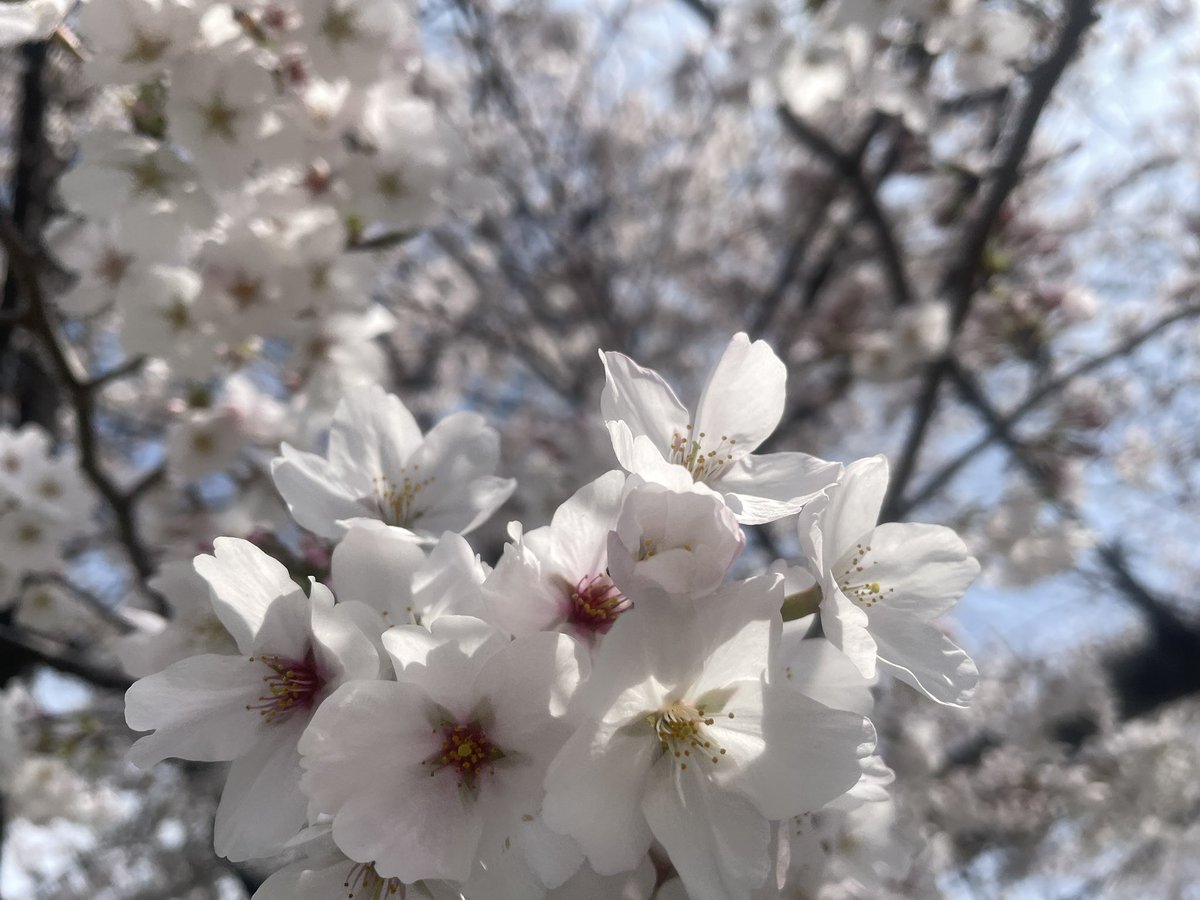 nohohonmeme's tweet photo. 桜ほぼ満開🌸
クローバー元気いっぱい🍀

#京都の美しい桜 
#伏見桃山城
#クローバー https://t.co/194Lz49dLo