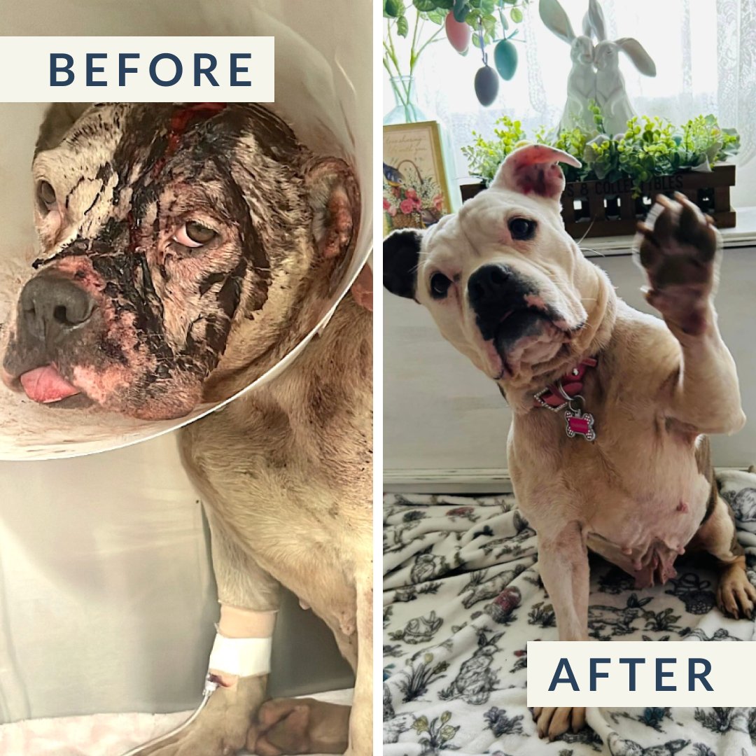 Diamond was brutally injured in a barbaric attack. Thanks to Bullies and Buddies Rescue and CUDDLY donors, she got the care he needed. Diamond has made a miraculous recovery and is settling into her forever home! Give hope to another animal in need: bit.ly/3mR6S3m