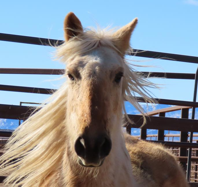 Just THREE days left to place your bid on the Online Corral to give a wild horse or burro a good home! We still have many wild horses and burros available without any bids, like this stunning 14.3-hand 10-year-old palomino mare (2840)! Get started ➡ wildhorsesonline.blm.gov