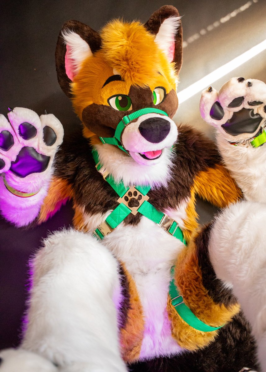 Bellyrubz? 🥺 #FursuitFriday ✂️ @CritterWorkshop 📸 @MFurPhotography