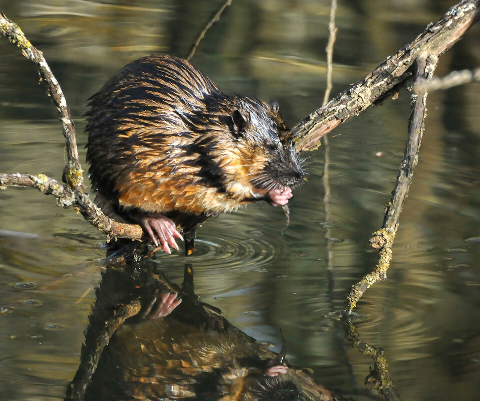 Australia's answer to the beaver 🦫 The Rakali is an often under-appreciated native rodent. These semi aquatic, carnivorous rats are often seen swiftly crossing rivers and creeks in search of crustaceans 🏊 📸Vanessa Burdett 📸Carolyn Hall