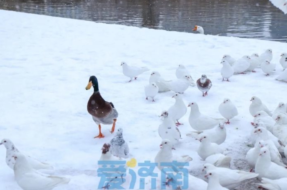 JinanVision's tweet image. Explore Qilu Software Park in Jinan, a thriving industrial hub with 70,000+ companies and 200,000+ employees. #JinanChina #TechnologyLeader 🌐