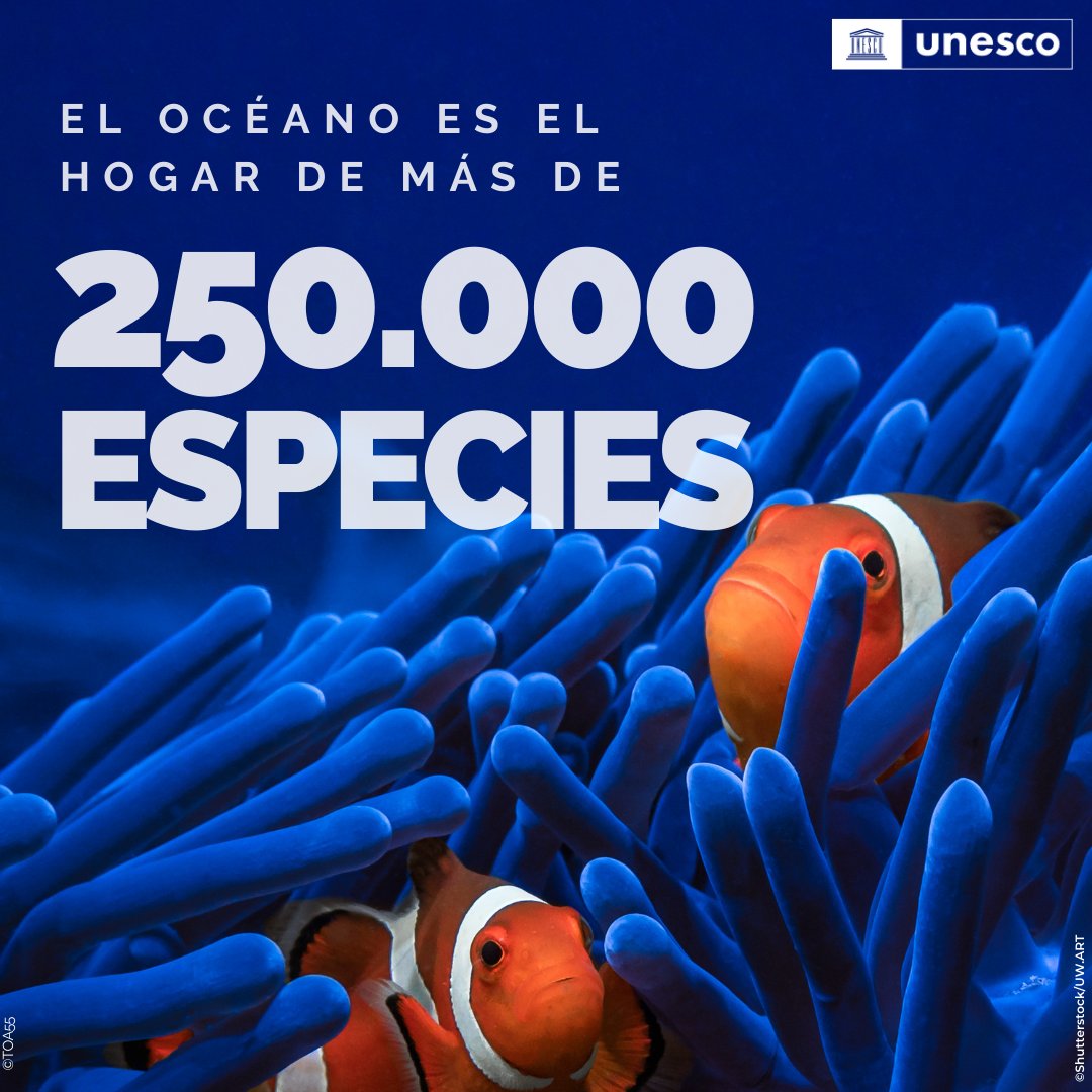 El océano es un mundo maravilloso 🐠🐳🐙 Alberga más de 250.000 especies. Lamentablemente, estamos amenazando su existencia. Es hora de vivir de forma más sostenible para aprovechar sus beneficios para siempre. #SalvemosLosOcéanos Vía @UNESCO_es
