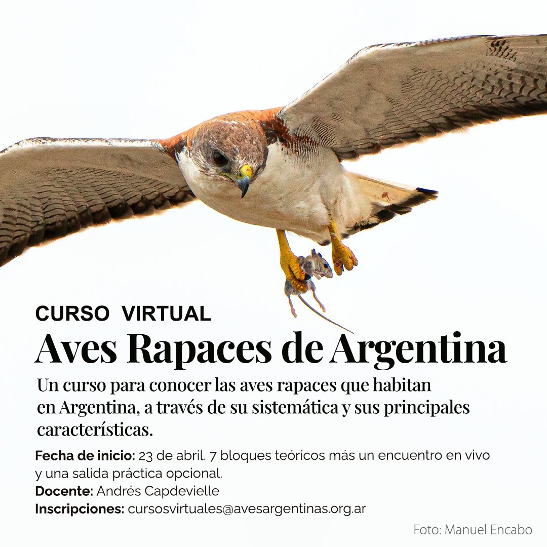 🔵 Curso Virtual - Aves Rapaces de Argentina 🦅 ✔ Fecha inicio: 23 de abril. Para más información hacé click aquí 👇 avesargentinas.org.ar/curso/curso-vi…