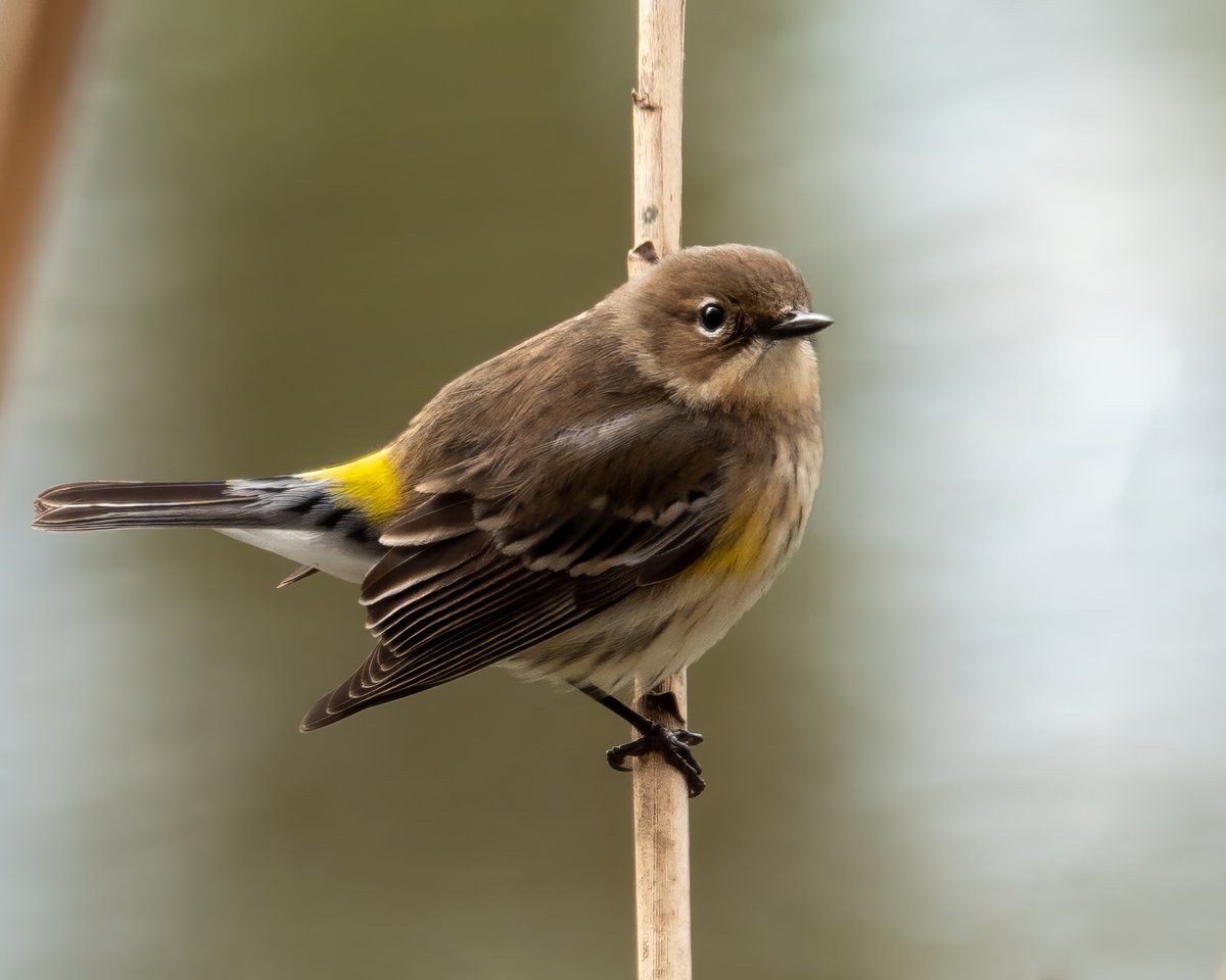 Yellow-rumped Warbler at the Pool on today's @BirdingBobNYC walk led by @DAllenNYC . #birdcpp #BirdsSeenin2023 #birdphotography #birdwatching