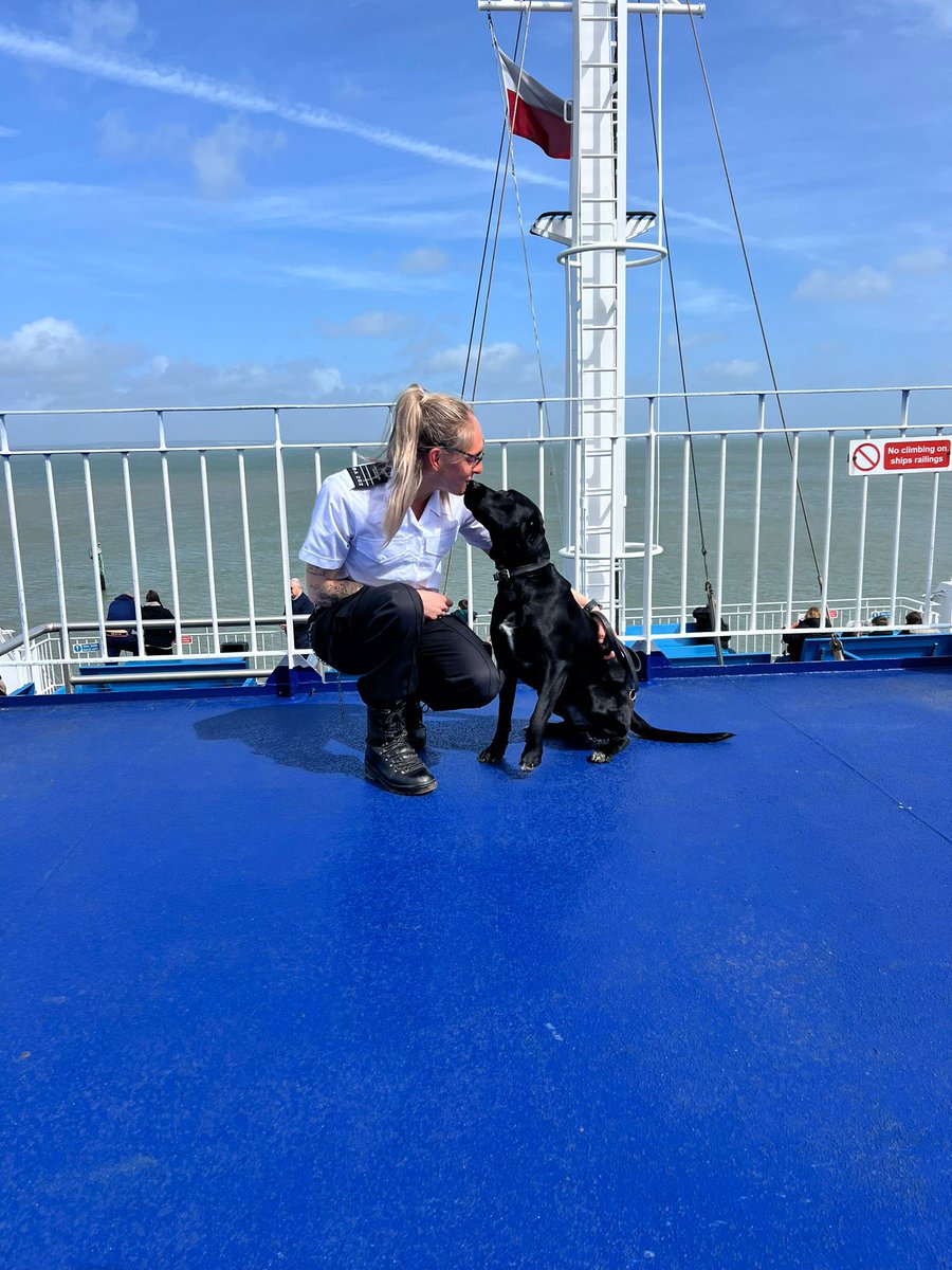 Congratulations to PDD Molly and her handler on passing their initial license at @HMPIsleofWight this team will be working at @hmpbelmarsh. This handler also works with her GPD Riot, making her the first dual role handler back in the HSE for over 20 years!👏 👏👏#HMPPS #MOJ