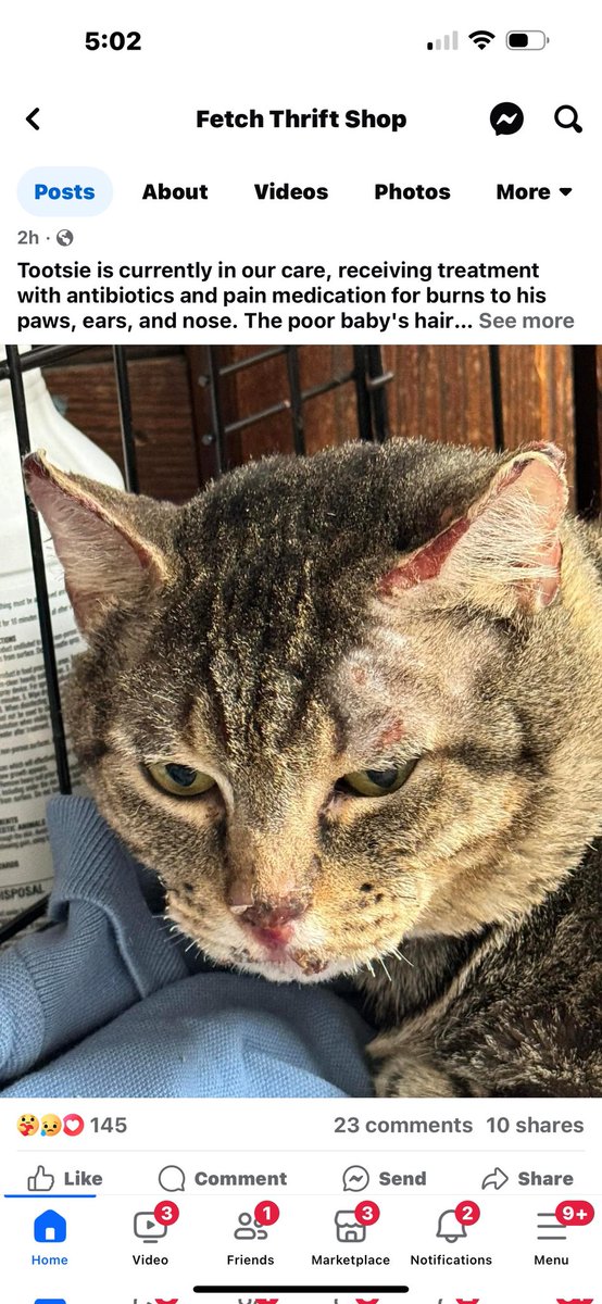 PYoungTraffic1's tweet photo. Here's my trooper, Toot. This was a post from his hospital caregiver. Please pray for us and know that your donations are helping this little guy get better. I can't wait to visit him. https://t.co/krhbAvVIMi