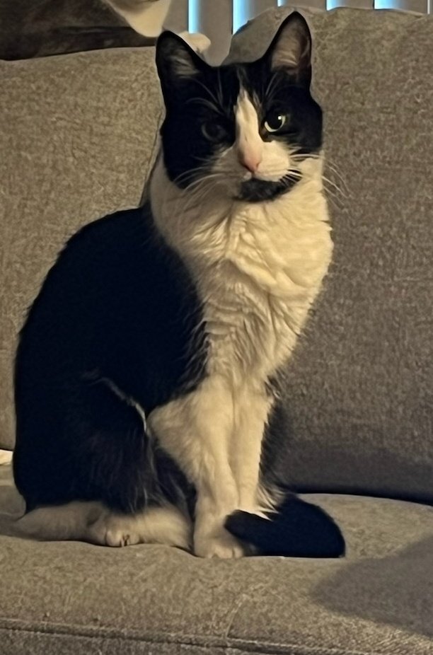 The Esports Writer tweet media