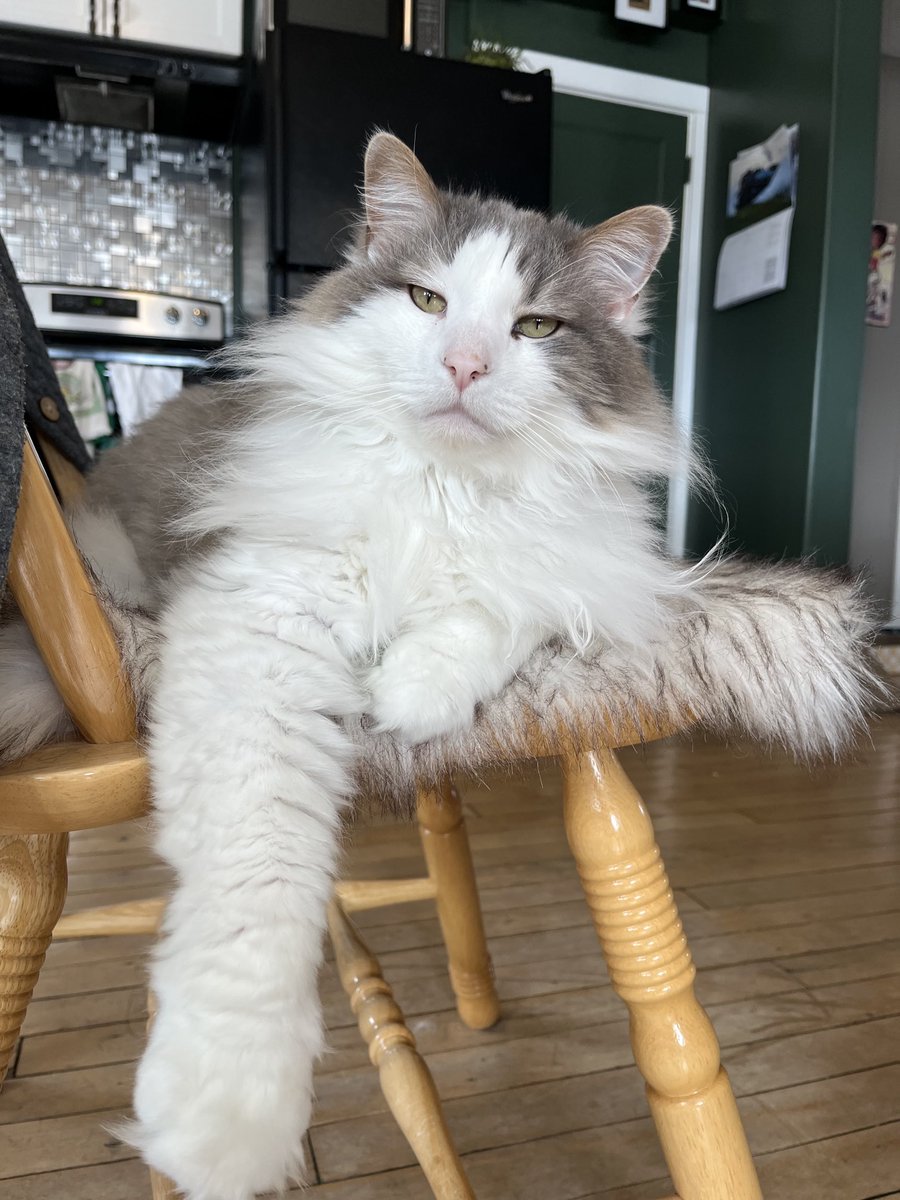 Hi pals. I’m getting geared up for a weekend-long game of steal mom’s chair. I’m already on steal number two - winning! 😸❤️😸❤️😸 #chairthief #Blue🐰 #FridayFeeling