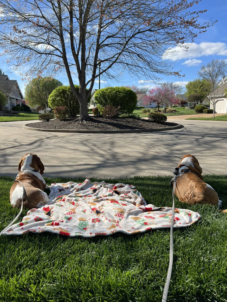 Getting our outdoor neighborhood watch time in before the #WomensFinalFour starts !!! 🐶🏀☀️
#MarchMadnessWBB #LetsGoHawks