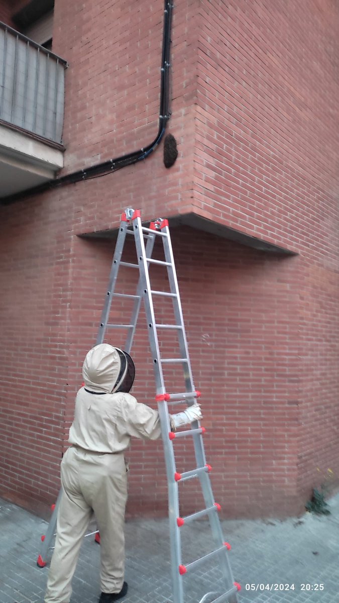 PCSantBoi's tweet photo. Aquesta tarda hem retirat un eixam d'abelles al c/Riera Gasulla amb c/ Joaquim Rubió i Ors, despres de rebre l'avís de @PLSantBoi.
Demà el recollirà un apicultor local.

@AjSantBoi @emergenciescat @agentsruralscat @Coordinadora_AV @CoordAVPCBaix https://t.co/wWk2VtIB5O