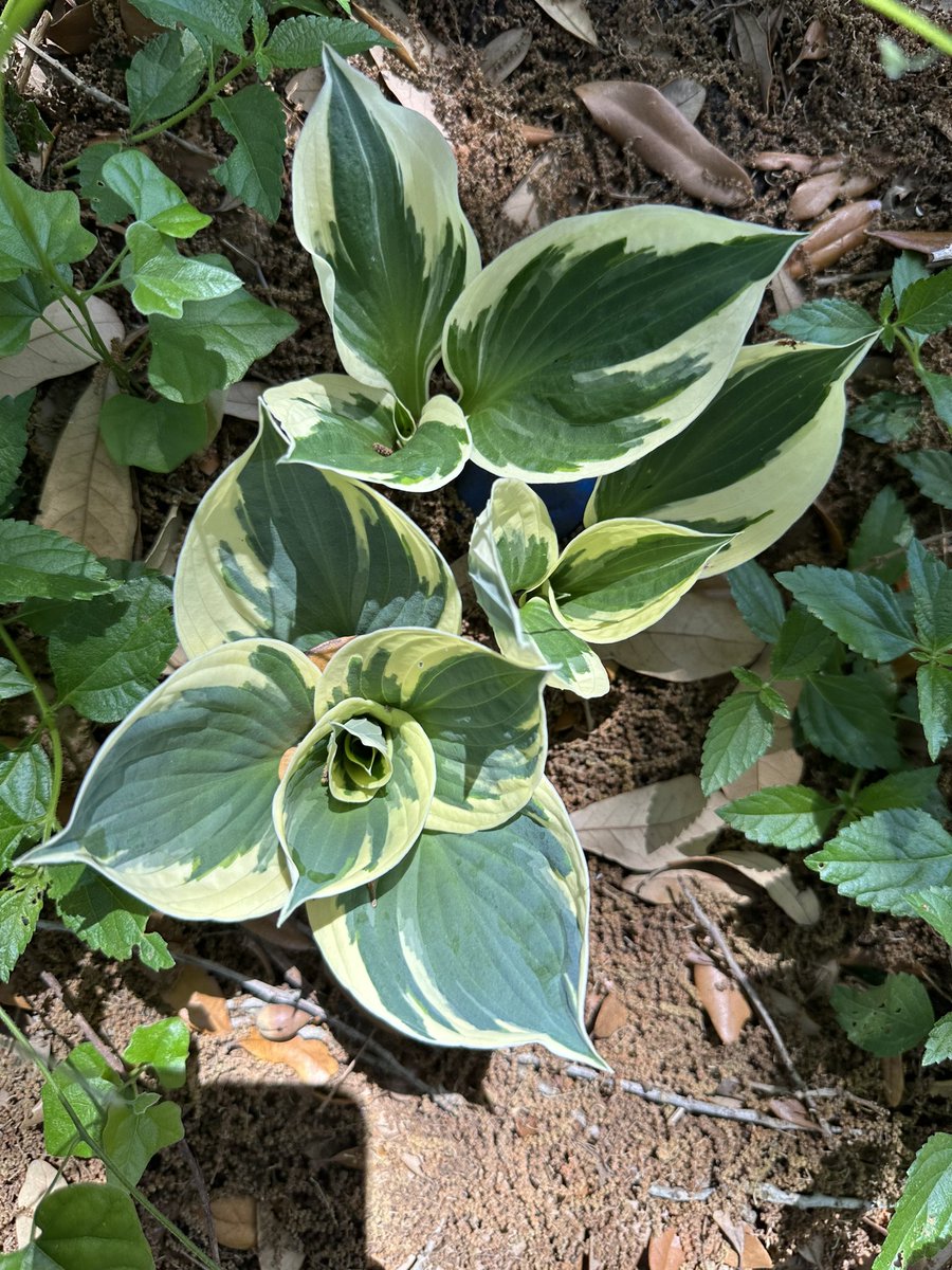 Ready to Grow Garden tweet media