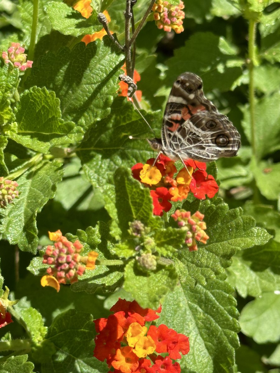 Ready to Grow Garden tweet media