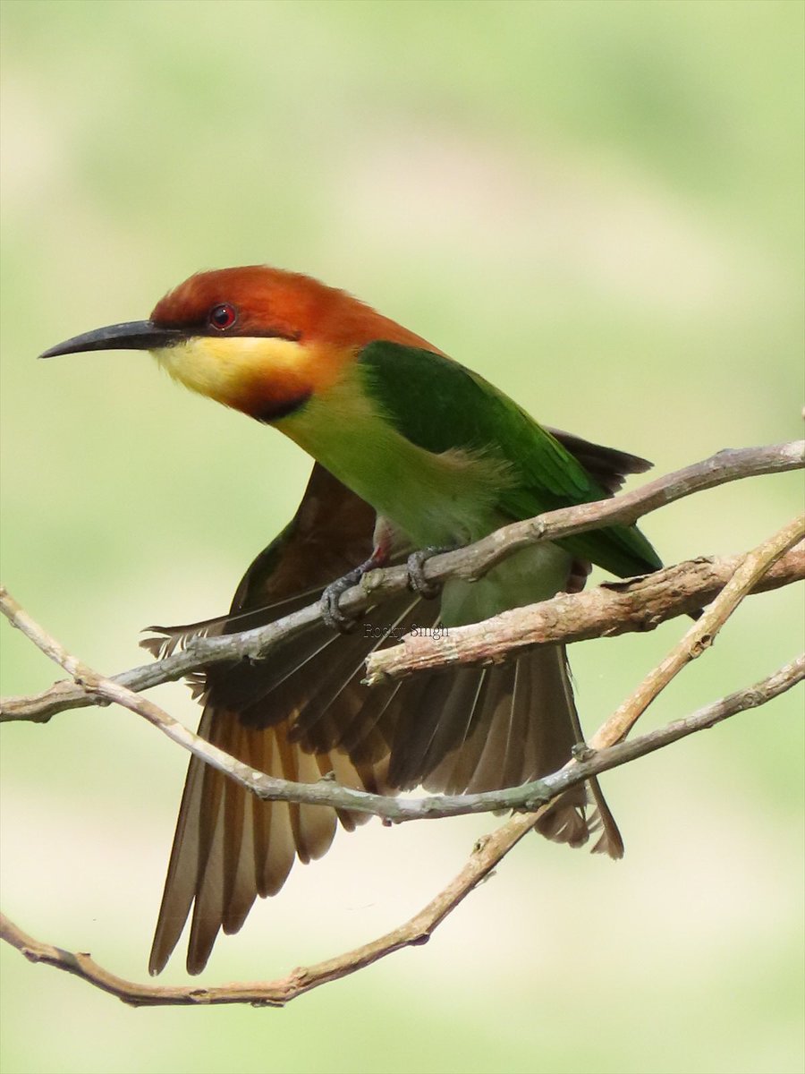 The Chestnut Headed Bee-Eater is so different from the Green in the previous post. It’s a masterful aerial hunter. You can’t get too close to it, like you can to the green but once it’s feeding at a rich source, it’ll give you good images. Get close .. feel the thrill @indiaves