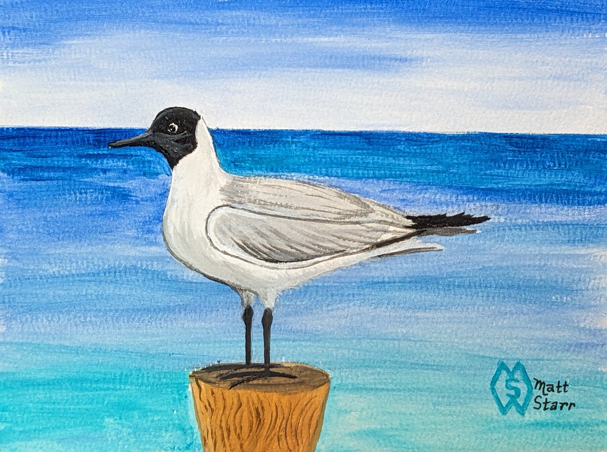 This is my acrylic painting of a black-headed gull at the shore. This bird is the official bird of Tokyo, Japan. redbubble.com/shop/ap/154375… #mattstarrfineart #artistic #paintings #gift #giftideas #tshirts #homedecor #art #blackheadedgull #gull #gulls #seagull #Tokyo #japan