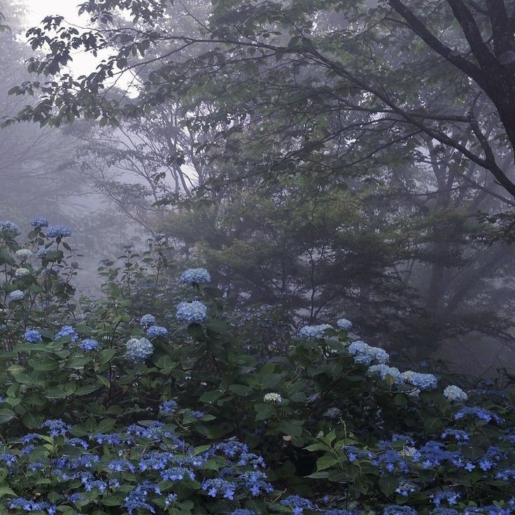 misty.